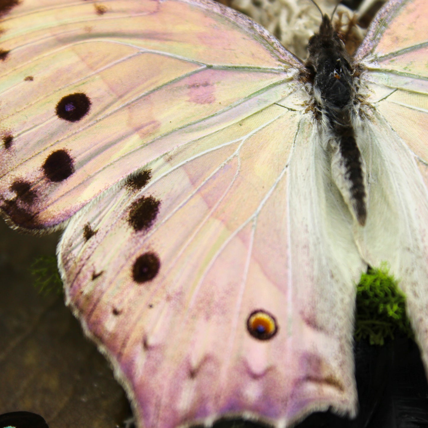 Large Butterfly Coffin | Obsidian Rose Collection