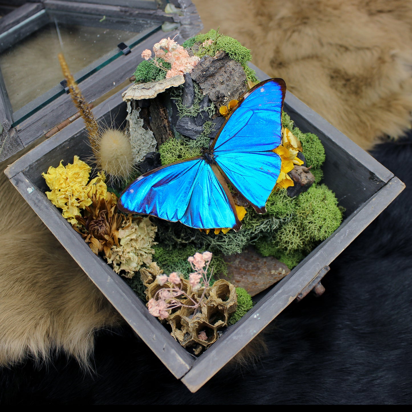 Morpho Butterfly Hanging Lantern