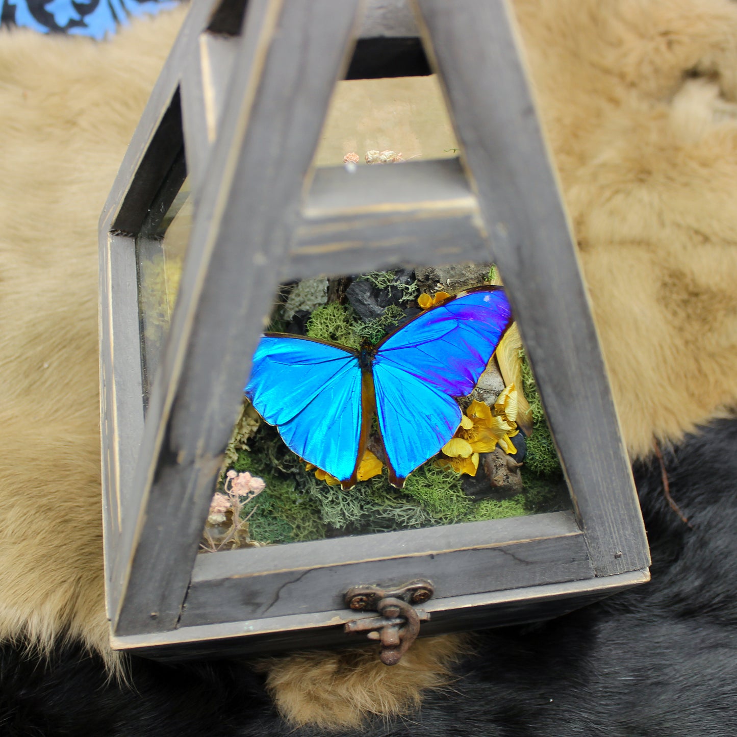 Morpho Butterfly Hanging Lantern