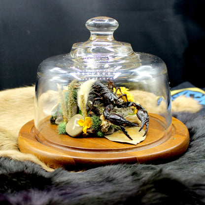 Giant Forest Scorpion | Pinned Insect Display
