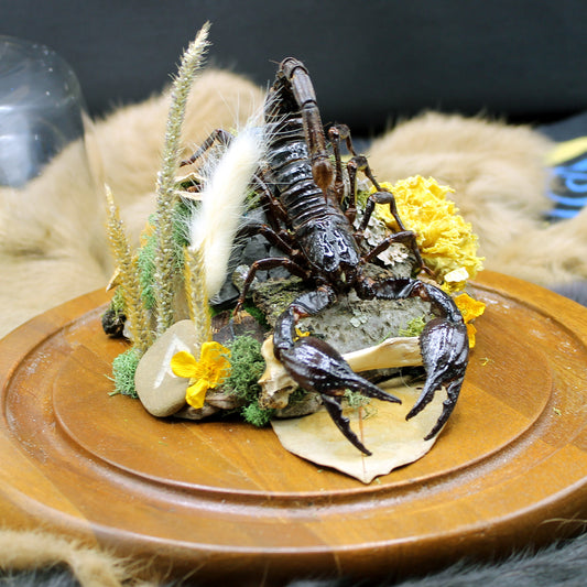 Giant Forest Scorpion | Pinned Insect Display