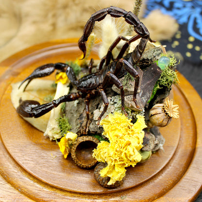 Giant Forest Scorpion | Pinned Insect Display