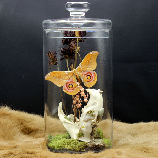 Saturn Moth & Groundhog Skull | Pinned Insect Display